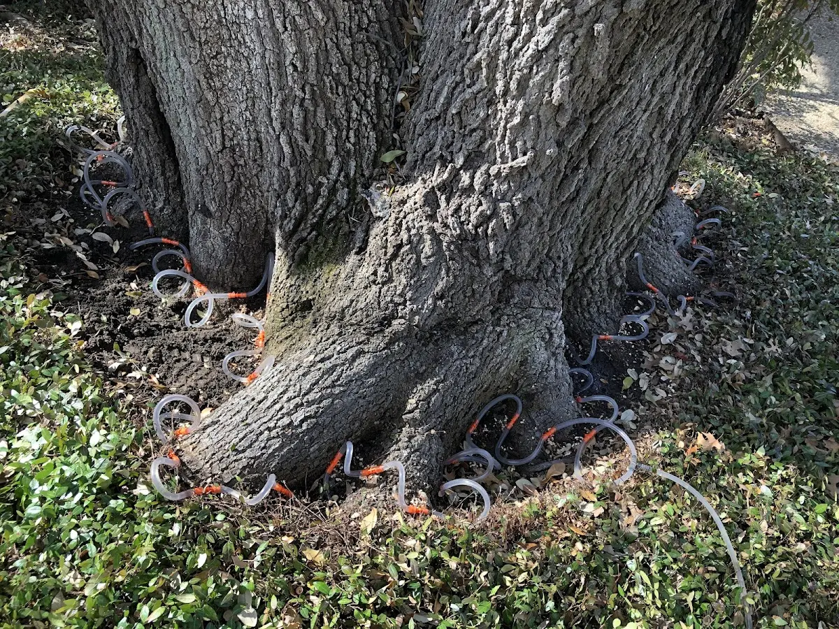 Detailed Tree Cabling and Bracing job site in Hogansburg
